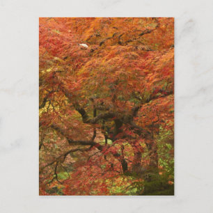 Japanischer Ahorn in Herbstfarbe Postkarte