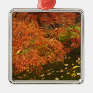 Japanischer Ahorn in Herbstfarbe Silbernes Ornament