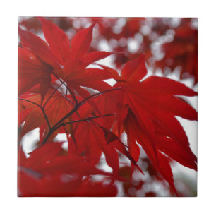Japanischer Ahornbaum Fliese