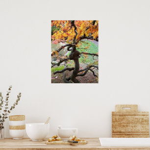 Japanischer Ahornbaum im zweistelligen Herbst Poster