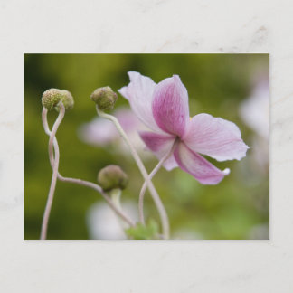Japanischer Anemone | Herbstanemon Postkarte