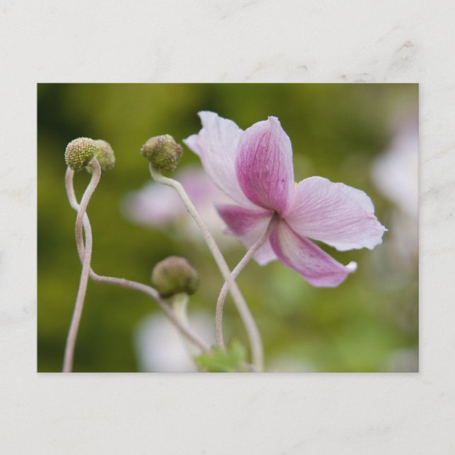 Japanischer Anemone | Herbstanemon Postkarte (Vorderseite)