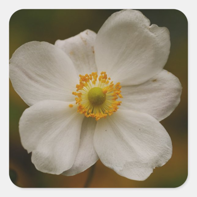 Japanischer Anemonsticker Quadratischer Aufkleber (Vorderseite)