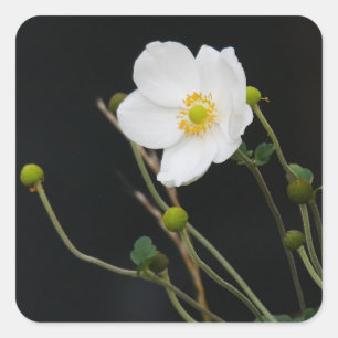 Japanischer Anemonsticker Quadratischer Aufkleber