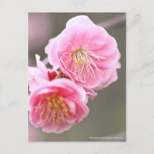 Japanischer Apricot abwischen [Postkarte] Postkarte