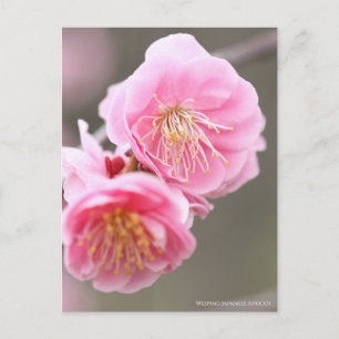 Japanischer Apricot abwischen [Postkarte] Postkarte