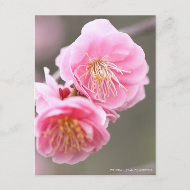 Japanischer Apricot abwischen [Postkarte] Postkarte (Vorderseite)