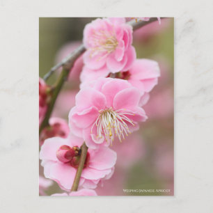 Japanischer Apricot abwischen [Postkarte] Postkarte