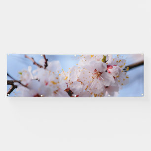 Japanischer Apricot Blossom Banner