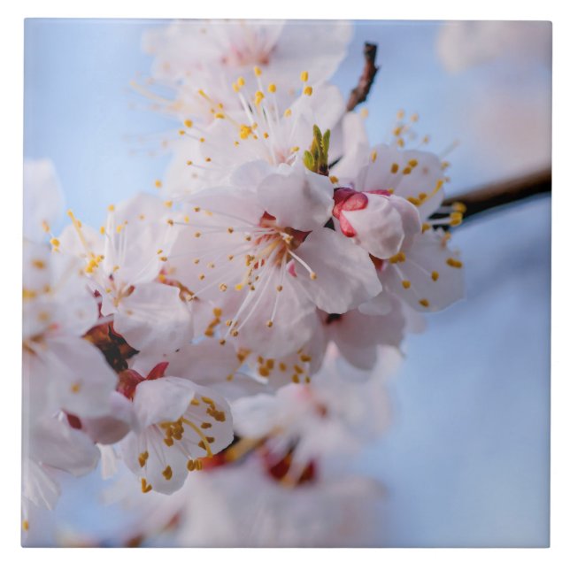 Japanischer Apricot Blossom Fliese (Vorderseite)