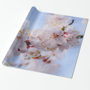 Japanischer Apricot Blossom Geschenkpapier
