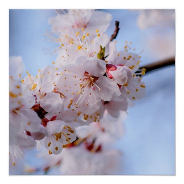 Japanischer Apricot Blossom Poster (Vorderseite)