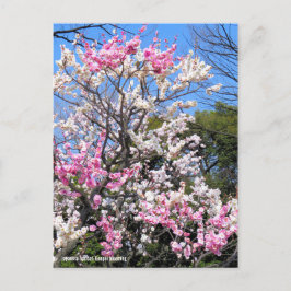 Japanischer Aprikose (Ume: Genpei blooming) [Postk Postkarte