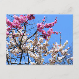 Japanischer Aprikose (Ume: Genpei blooming) [Postk Postkarte