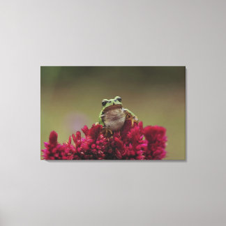 Japanischer Baumfrosch (Hyla japonica) auf Blume, Leinwanddruck