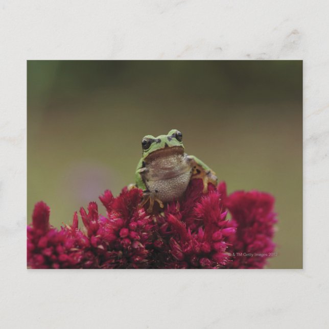 Japanischer Baumfrosch (Hyla japonica) auf Blume, Postkarte (Vorderseite)
