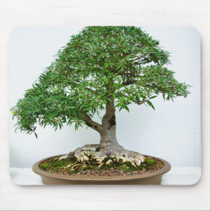 Japanischer Bonsai-Baum in flacher ovaler Schale Mousepad
