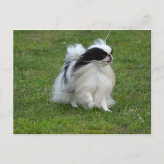 Japanischer Chin Postkarte