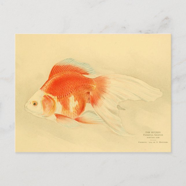 Japanischer Goldfisch. Der Ryukin. Postkarte (Vorderseite)