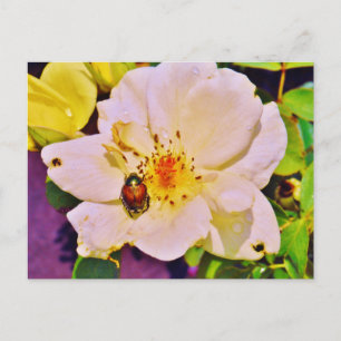 Japanischer Käfer auf White Rose Postkarte