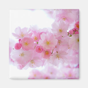 Japanischer Kirschbaum Blossom Magnet