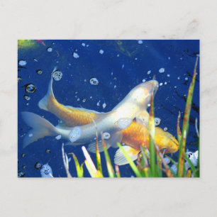 japanischer Koi aus der Teichpostkarte Postkarte