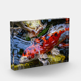 Japanischer Koi Fish Pond Fotoblock