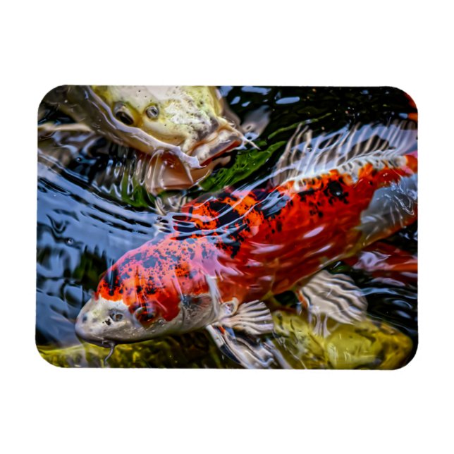 Japanischer Koi Fish Pond Magnet (Horizontal)