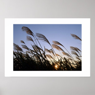 Japanischer Pampas Grass (Susuki) Poster
