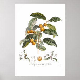 Japanischer Persimmon Poster