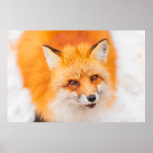 Japanischer Roter Fuchs, der ruht, schläft und spi Poster