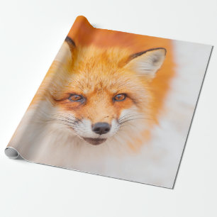 Japanischer Rotfuchs ruht, schläft und spielt in  Geschenkpapier