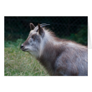 Japanischer Serow