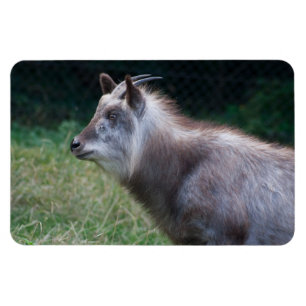 Japanischer Serow Magnet