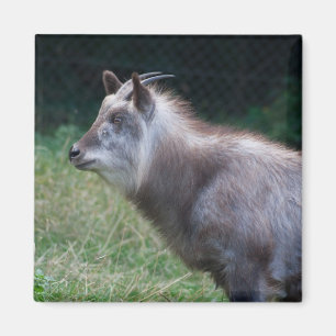 Japanischer Serow Magnet