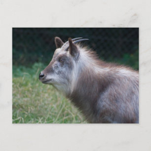 Japanischer Serow Postkarte