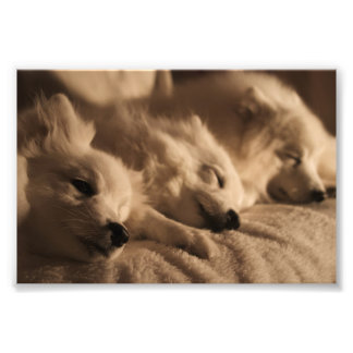 Japanischer Spitz / amerikanisches Eskimo-Poster Fotodruck