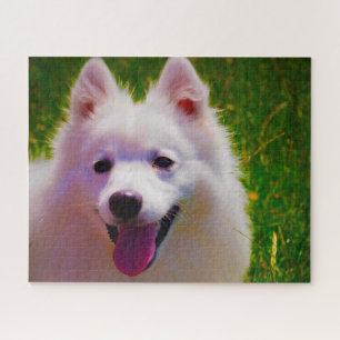Japanischer Spitz Hund. Puzzle