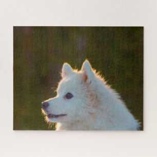 Japanischer Spitz. Puzzle