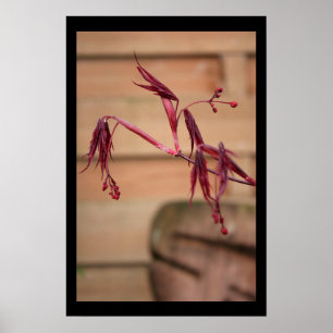 Japanisches Ahornblatt-Blume Blumenfotografie-Post Poster