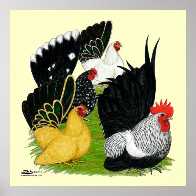 Japanisches Bantam Quartett Poster (Vorne)