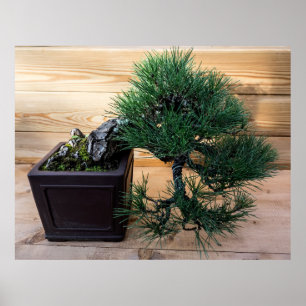 Japanisches Black Pine Bonsai Tree Foto Poster