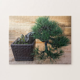 Japanisches Black Pine Bonsai Tree Foto Puzzle