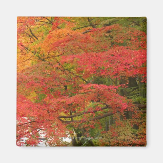Japanisches Fall Foliage Magnet (Vorne)