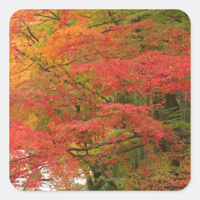 Japanisches Fall Foliage Quadratischer Aufkleber (Vorderseite)