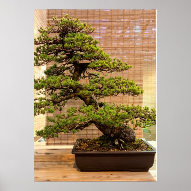 Japanisches Foto White Pine Bonsai Tree Poster (Vorne)