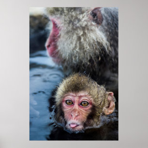 Japanisches Macaque-Baby Poster