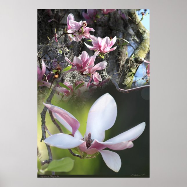 Japanisches Magnolia 2 Poster -40x60 - oder kleine (Vorne)