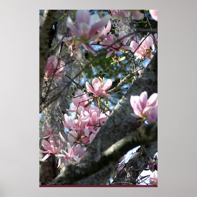 Japanisches Magnolia-Poster -24x36 -andere Größen  Poster (Vorne)
