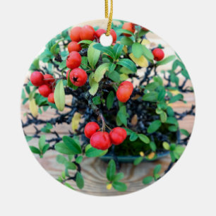 Japanisches Pyracantha Bonsai Tree Foto Keramik Ornament